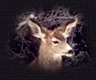 Deer pictures are the photography of Moon and Back graphics.