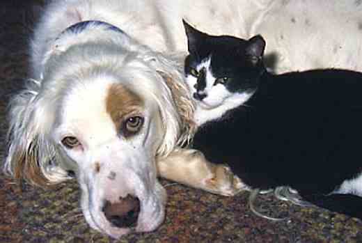Best Friends...image of cat and dog.