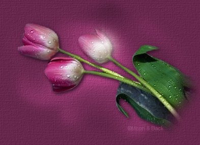 Beautiful Pink Tulips graphic.